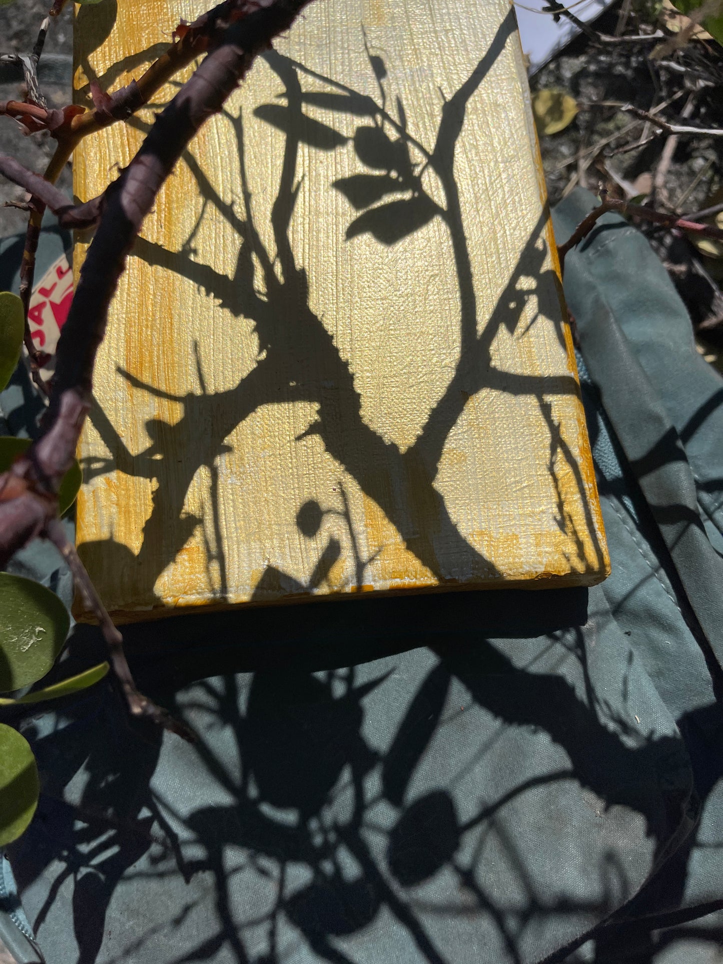 Manzanita detail