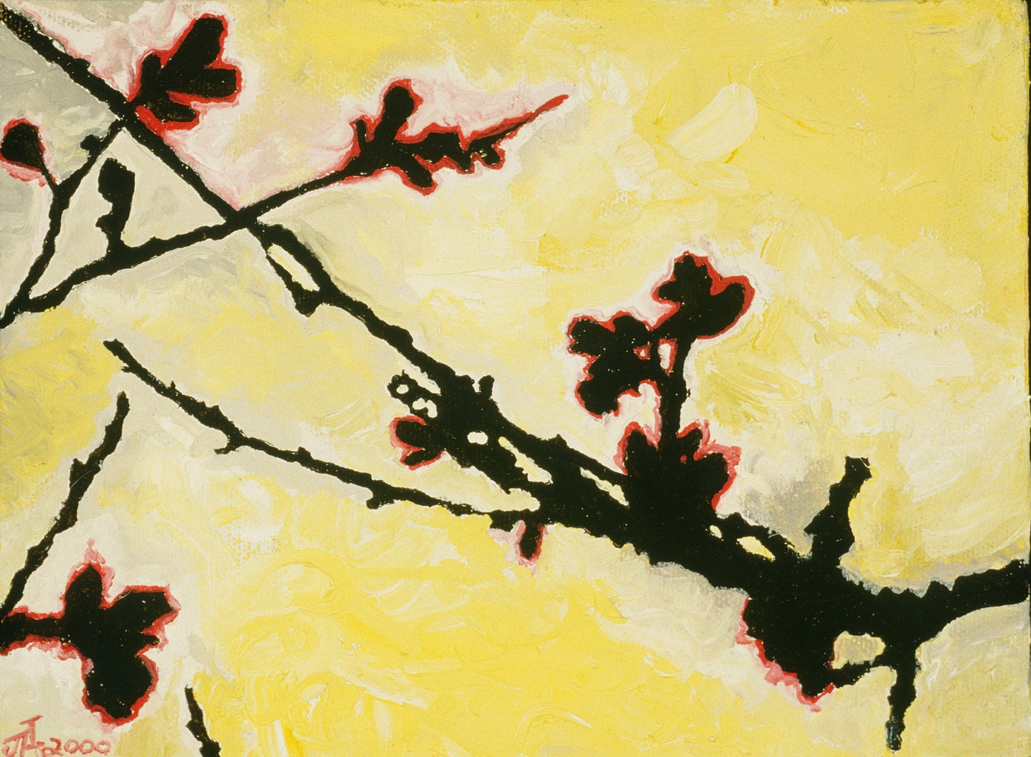 Apricot Blossoms