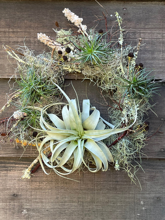 Judith T. Irwin Artistry tillandsia wreath